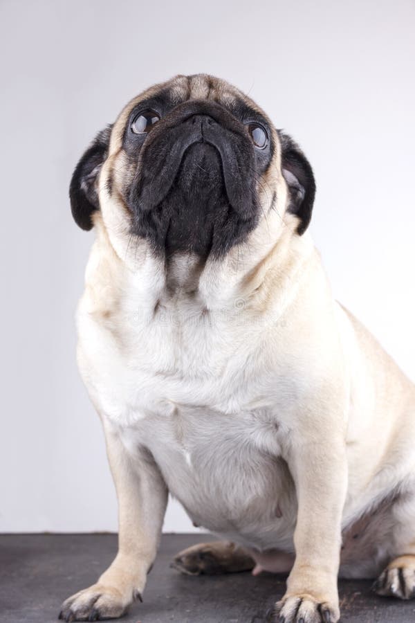 Dog pug close-up with sad brown eyes looking up. Portrait on white background