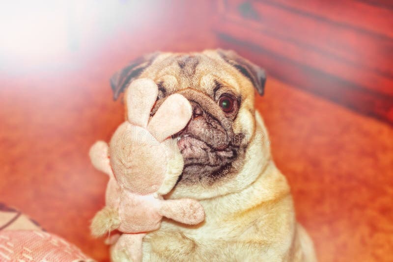 Dog pug with toy stock photo. Image of canine, nose, teeth 65650704
