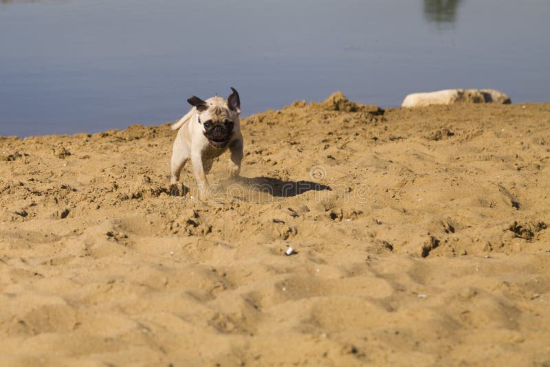 Dog Pug Walks On The Sandy Beach Near The River. Stock ...