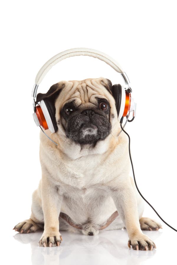 Dog Pugdog with Headphone Isolated on White Background Worker of ...