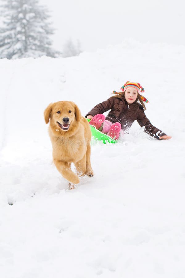 Dog Pulling Child on Snow Sled Stock Photo Image of freezing