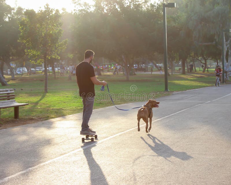 Dog Pulling His Owner on a Skateboard Editorial Photo Image of bright