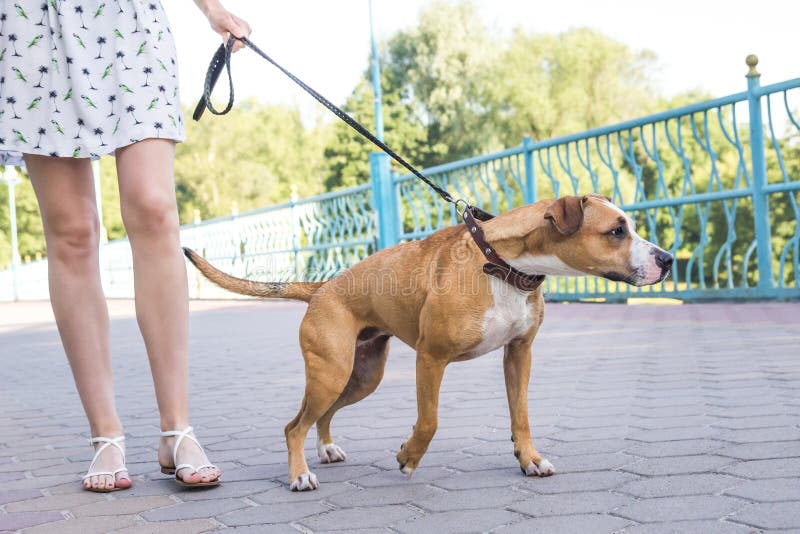 Travieso el perro tracción sobre el Correa, persona no control el perro.