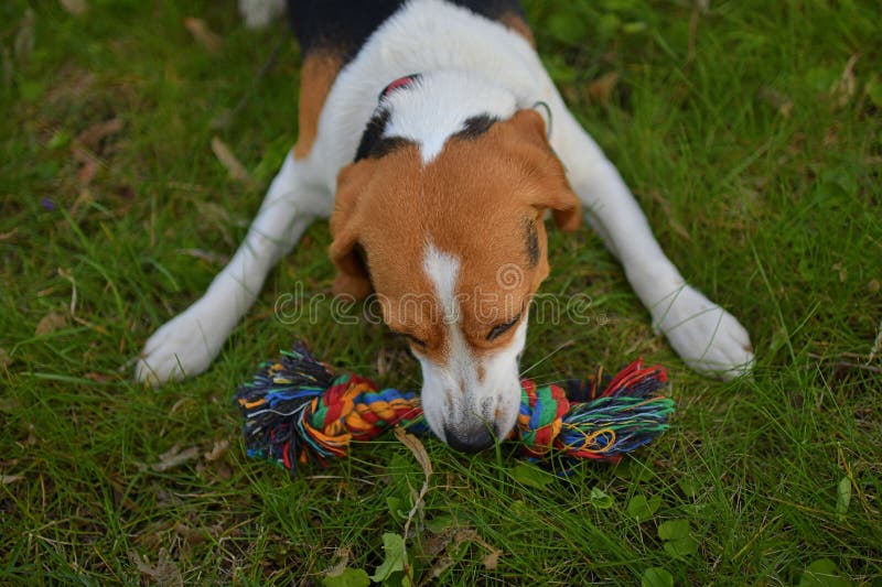 A Dog Pulling a Rope. Beagle Dog Playing with His Master. Dog and His