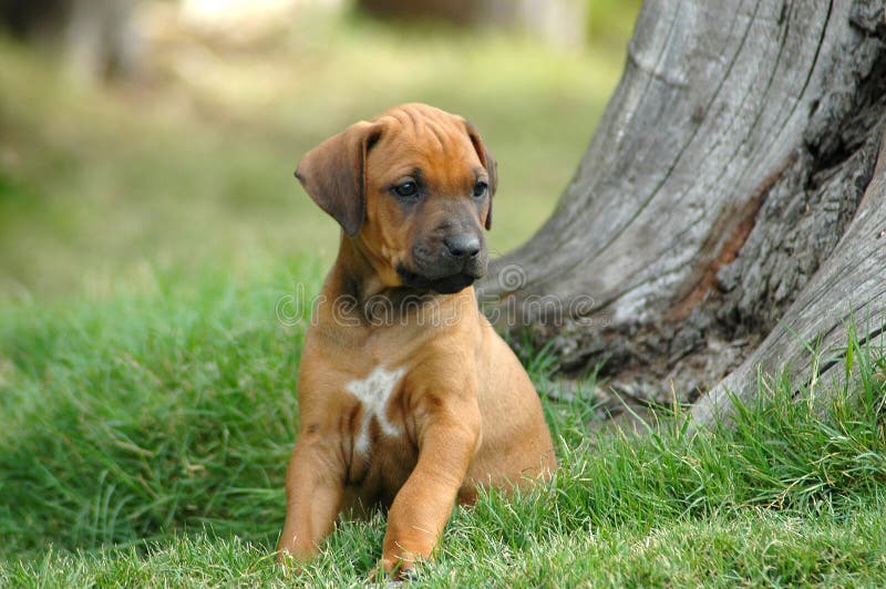 A red wheaten young Rhodesian Ridgeback dog puppy is watching the other puppies of the litter. This baby is very cute. Rhodesian puppies stock images, royalty-free photos and pictures