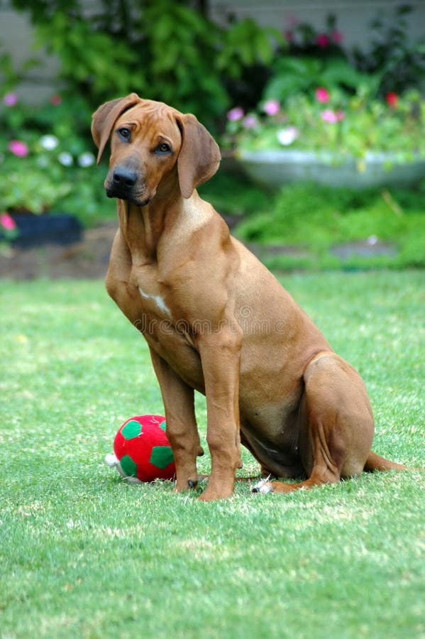 Un viso carino di un inattivo Rhodesian Ridgeback hound dog cucciolo a guardare gli altri cani in giardino.