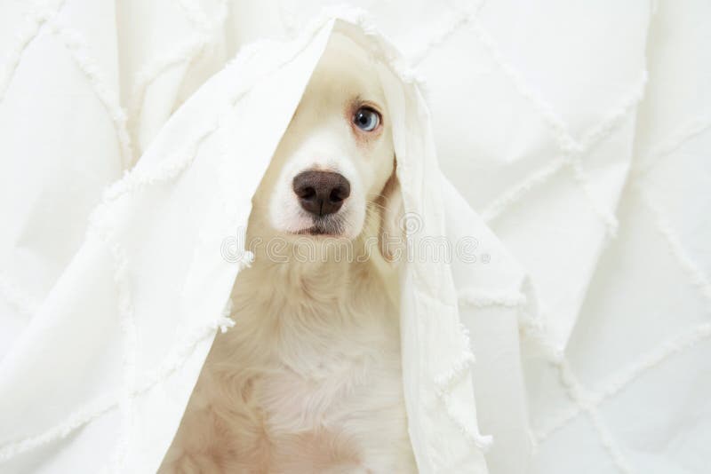 Dog puppy anxiety about fireworks, thunderstorm or loud noises hide under a curtain
