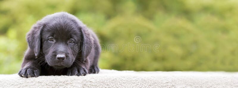 Dog puppy banner royalty free stock images