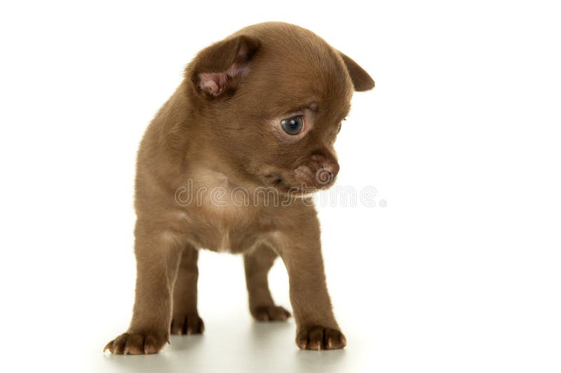 Dog, puppy brown color stock photo. Image of purebred 37930154