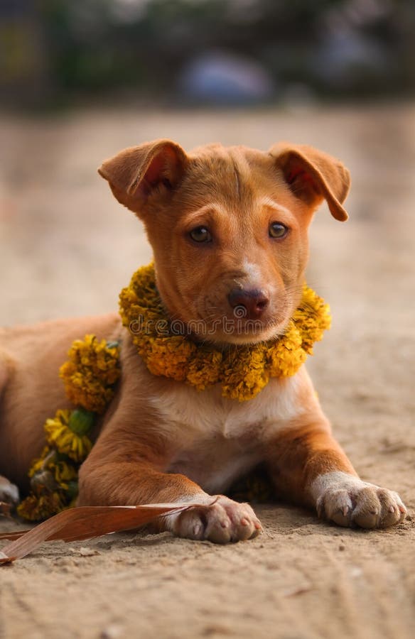 Dog Puppy Lens Look Portrait Stock Photo Image of lens, portrait