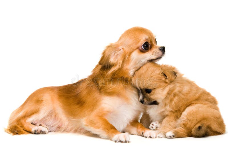 Dog and puppy in studio