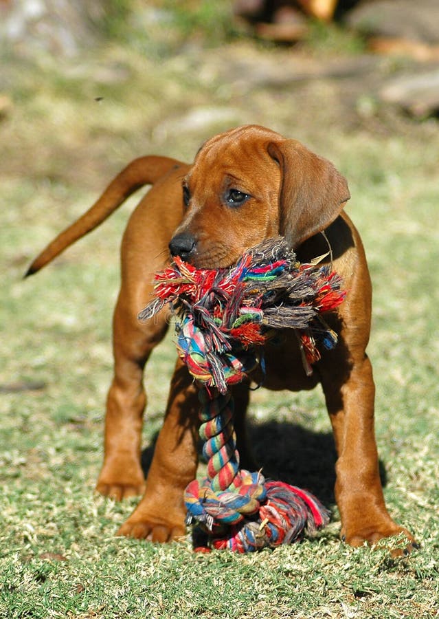 A red wheaten active Rhodesian Ridgeback hound dog puppy with alert expression in the little face standing with a toy in its muzzle in a garden outdoors in South Africa watching the other puppies of the litter. This baby is cute. Rhodesian puppies stock images, royalty-free photos and pictures