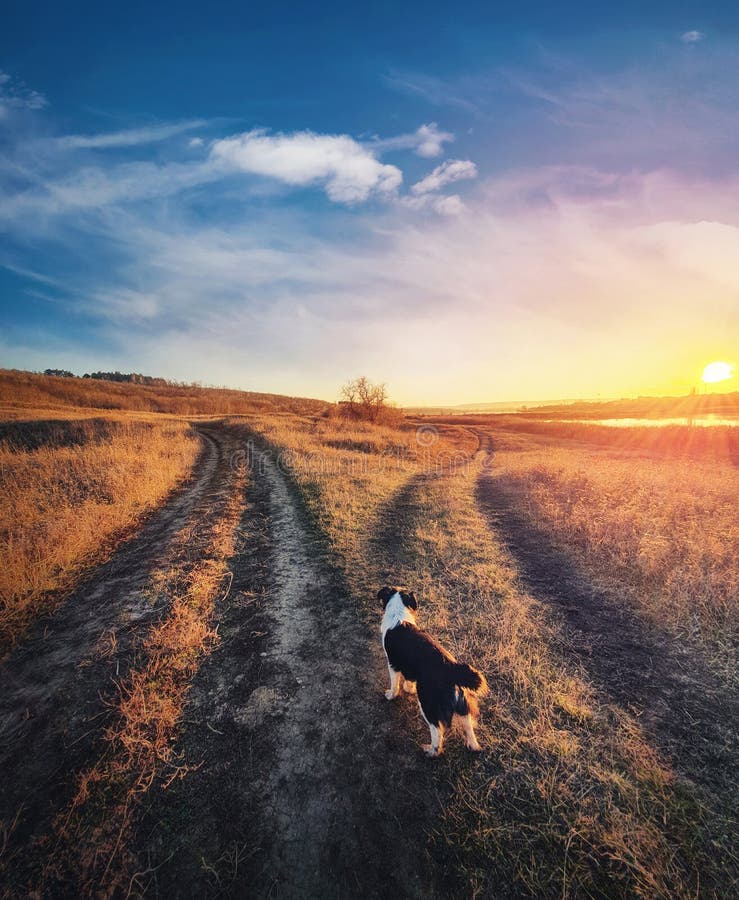 A dog purpose, vertical shot. Doubtful pup in front of a split country road, autumn sunset scene. Pet afterlife, crossroad concept