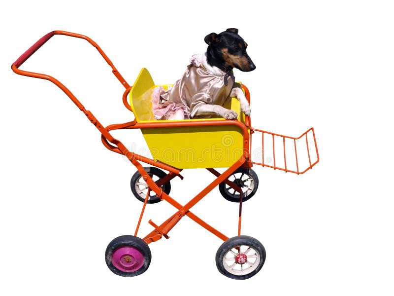 Dog in Pushchair