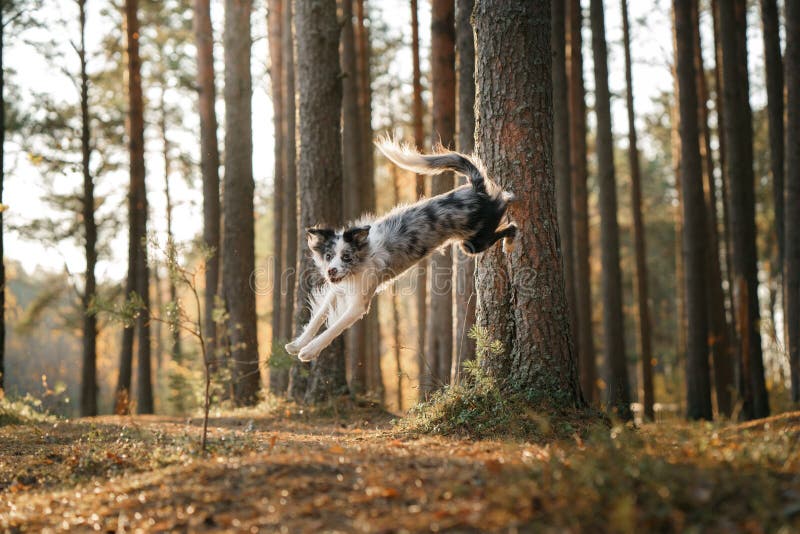 The Dog Jumps from the Tree. Active Pet on a Walk. Happy Border Collie
