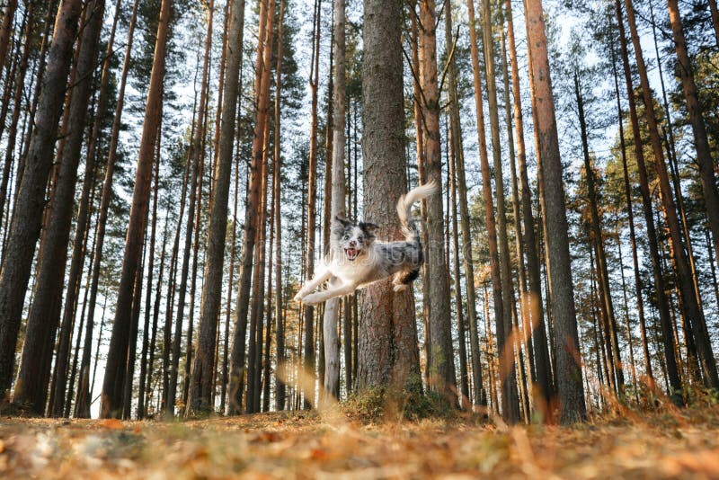 The Dog Jumps from the Tree. Active Pet on a Walk. Happy Border Collie