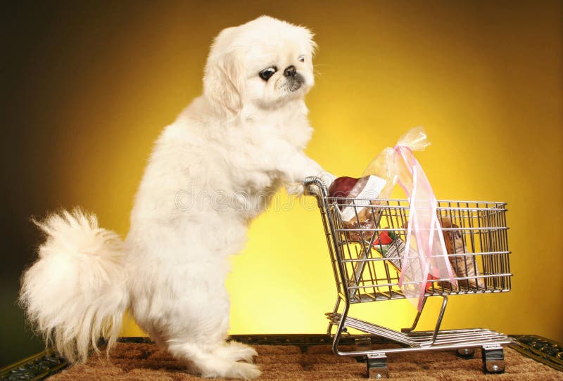 Dog Pushing Shopping Cart. Conceptual Image Shot Stock Photo Image of