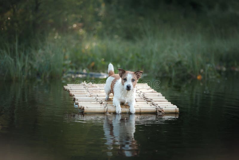 171 Dog Raft Photos Free & RoyaltyFree Stock Photos from Dreamstime