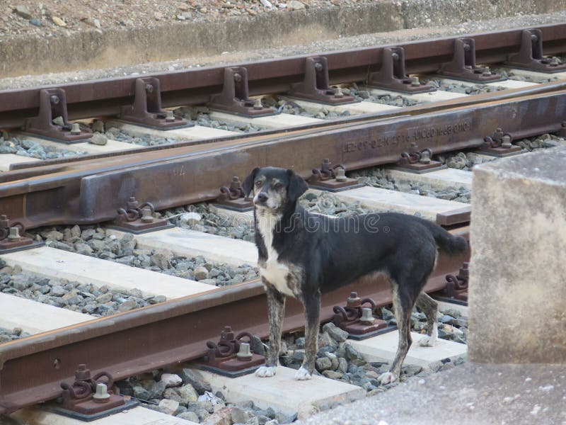 Dog on Railroad Track stock image. Image of difference 73732753