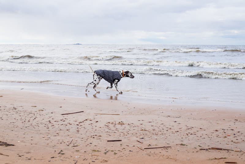 Dog with Rain Coat at the Lake. Dog in the Rain. Dalmatian Dog is