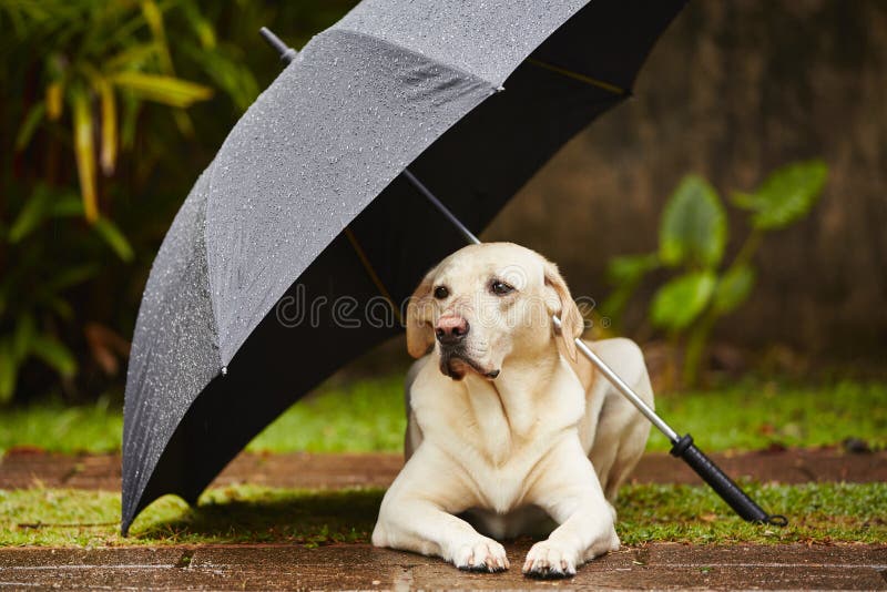 Labrador retriever in rain is waiting under umbrella. Labrador retriever in rain is waiting under umbrella.