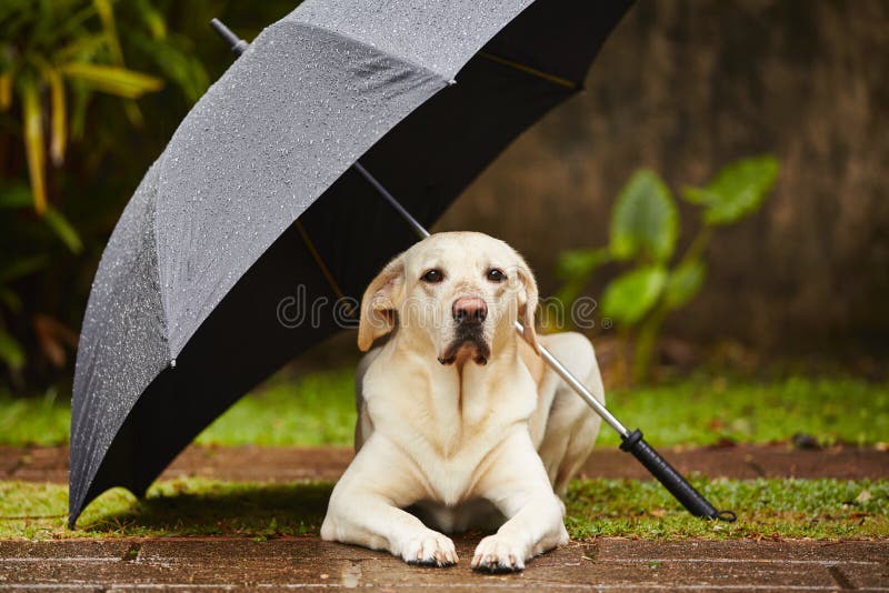 dog rain umbrella