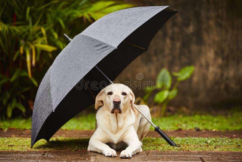 Labrador retriever in rain is waiting under umbrella. Labrador retriever in rain is waiting under umbrella.