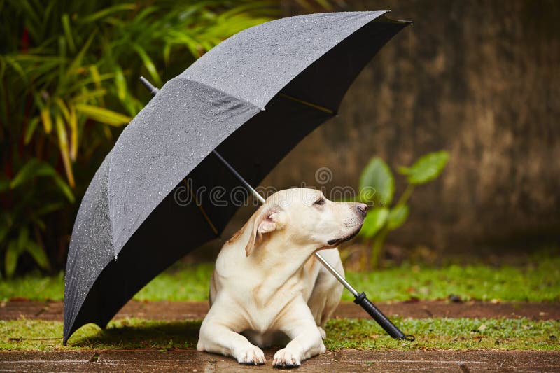 Labrador retriever in rain is waiting under umbrella. Labrador retriever in rain is waiting under umbrella.