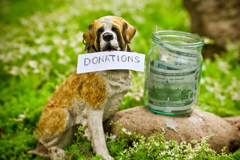 Charity for animals. Донат для животных. Donation Dog. Animal Charity.