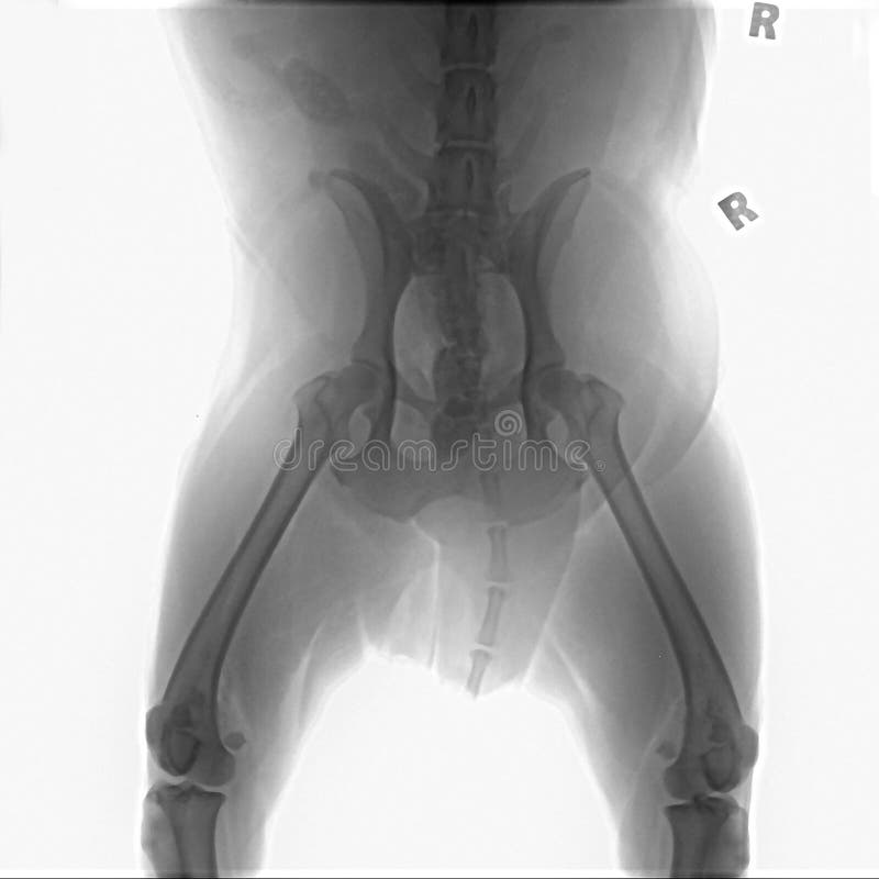 Dog X-ray stock illustration