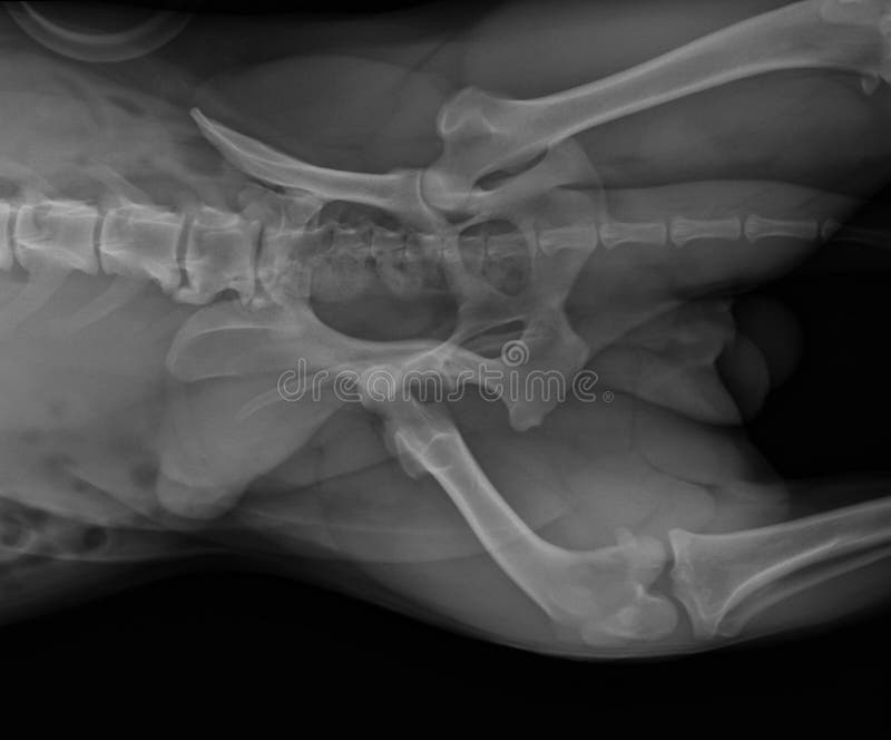 Dog X Ray Showing Hip Luxation Right Leg Ventral View Stock Photo