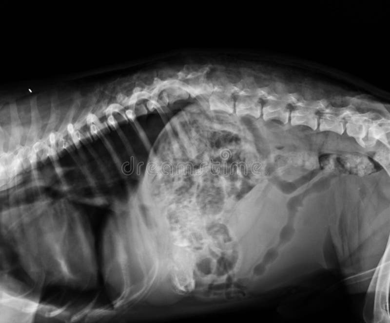 what do dog x rays show