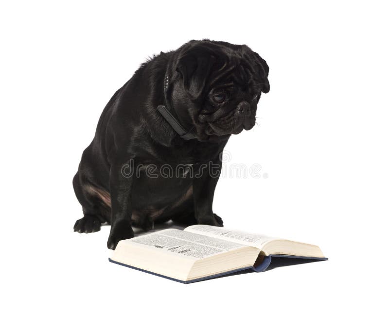 847 Dog Reading Books Stock Photos Free & RoyaltyFree Stock Photos