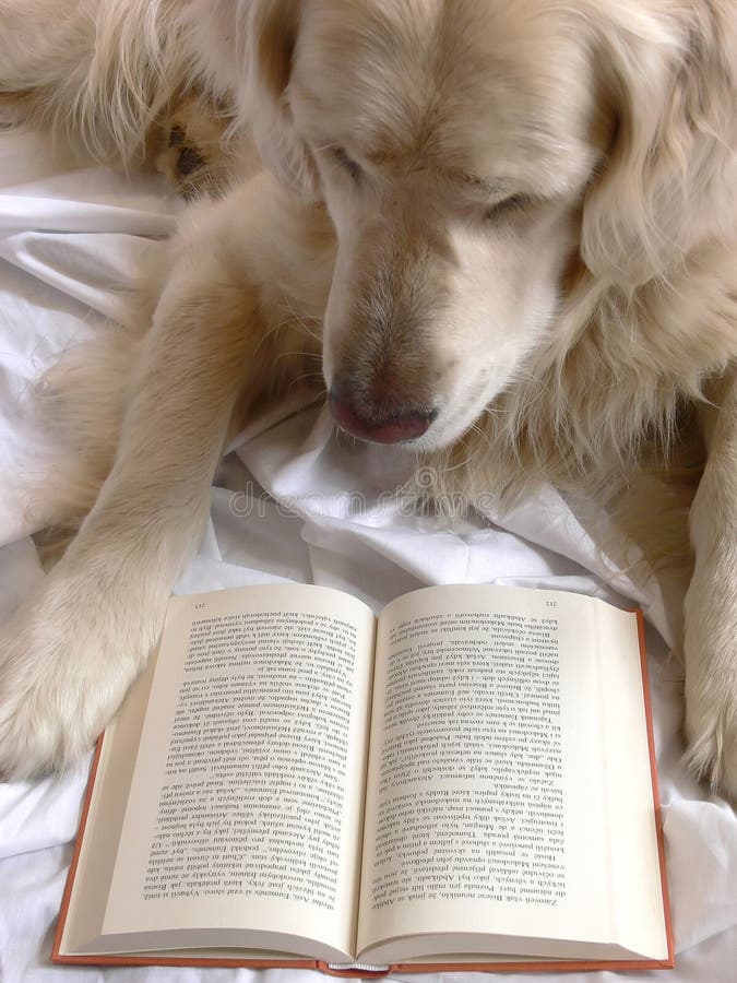 Perro perdiguero de oro el perro lectura un libro.