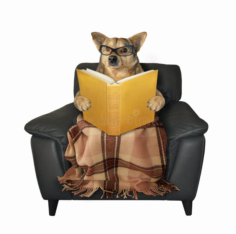 Dog reads a book in an armchair royalty free stock photos Dog reads a book in an armchair royalty free stock photos