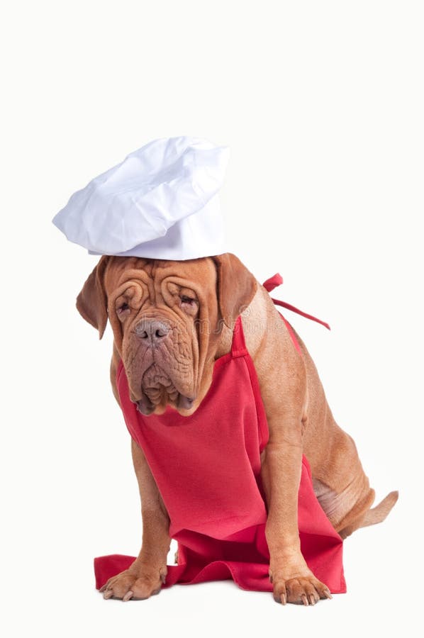 Dog with Red Apron and White Chef Hat Isolated Stock Photo Image of