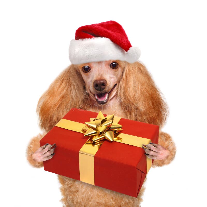 Dog in Red Christmas Hats with Gift Stock Photo Image of celebration