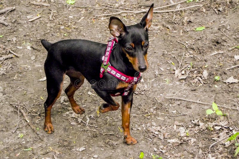 Dog in a Red Collar Standing on the Gray Ground Stock Photo Image of