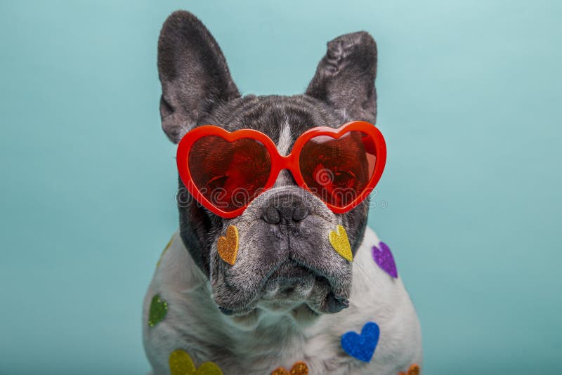 Dog with red heart glasses stock image. Image of heart 239396151