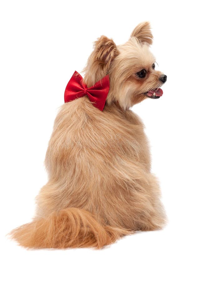 5,879 Dog Ribbon Stock Photos Free & RoyaltyFree Stock Photos from