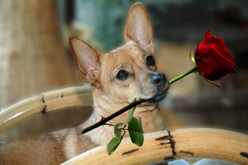 Dog with red rose stock image. Image of mixed, happiness - 67884119