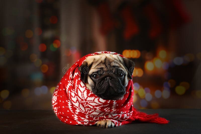 Dog in red scarf on background of New Year&x27;s interior. Pug puppy with scarf.Copy space.