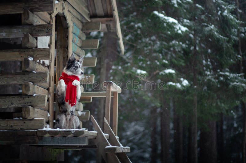 Dog in a red scarf at the wooden house. Border Collie in winter. Pet at walk stock photo Dog in a red scarf at the wooden house. Border Collie in winter. Pet at walk stock photo