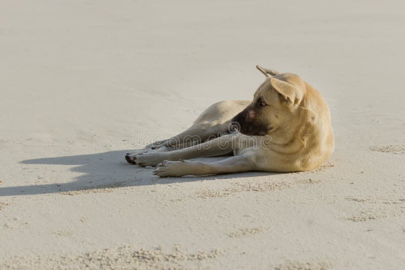 Dog relax stock photo. Image of brown, dreams, nature 42584404
