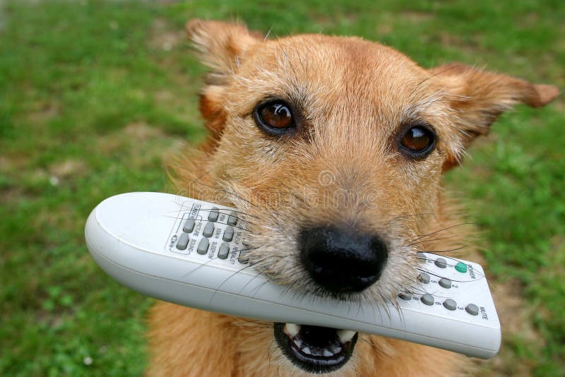 dog remote