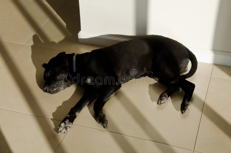 Dog Resting On Hardwood Floor Stock Image Image of floor, hardwood
