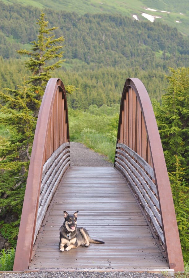 Dog resting on bridge