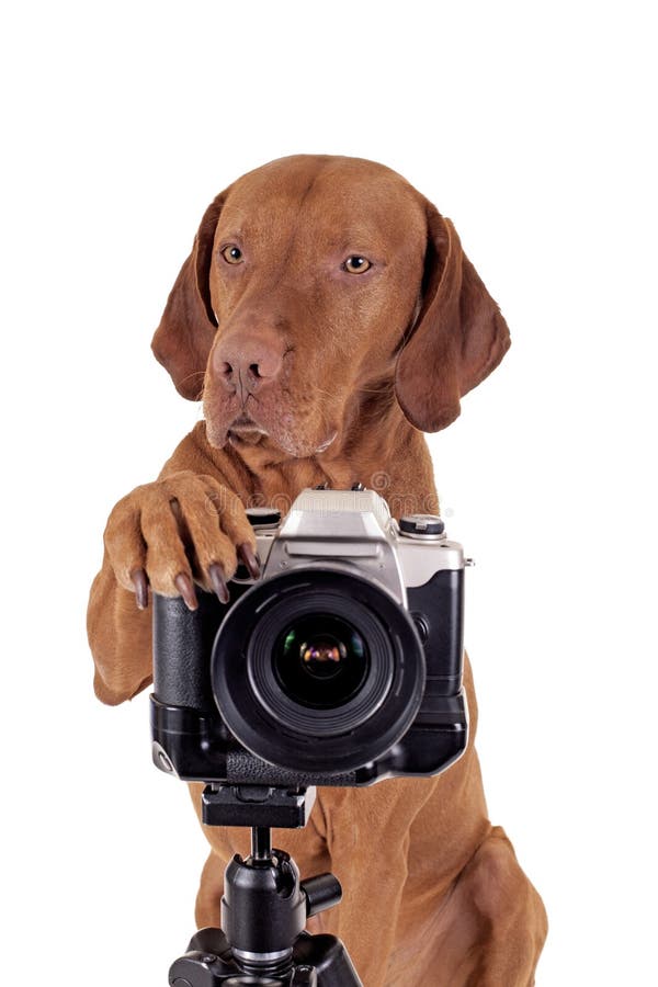 Dog with Shades and a Photo Camera Stock Image Image of polaroid