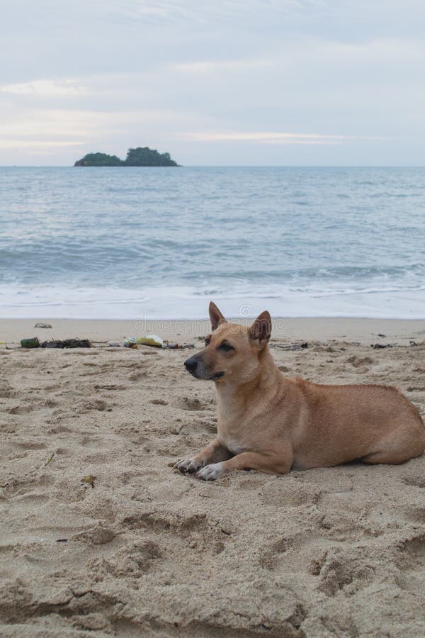 Dog Resting on a Sandy Tropical Beach. Koh Chang, Thailand Stock Image -  Image of animals, rest: 157002015