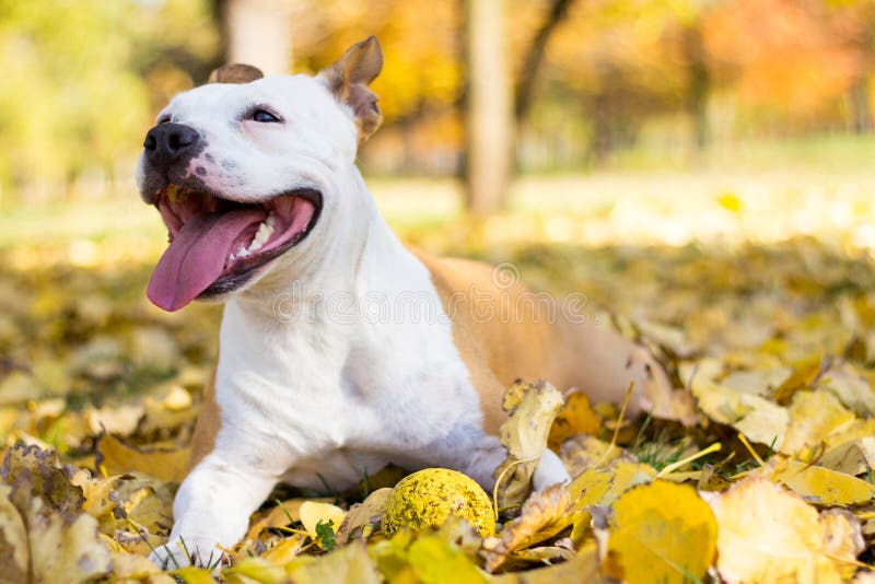 Dog resting